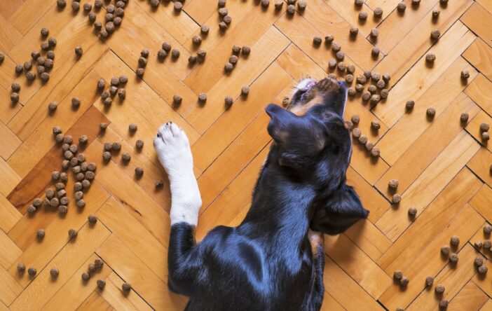 Co należy wiedzieć o składnikach karmy dla psów?