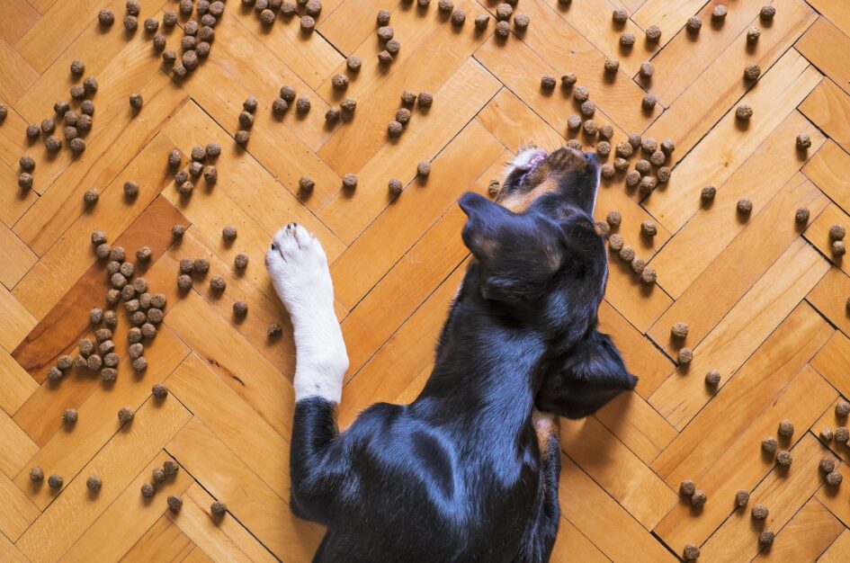 Co należy wiedzieć o składnikach karmy dla psów?