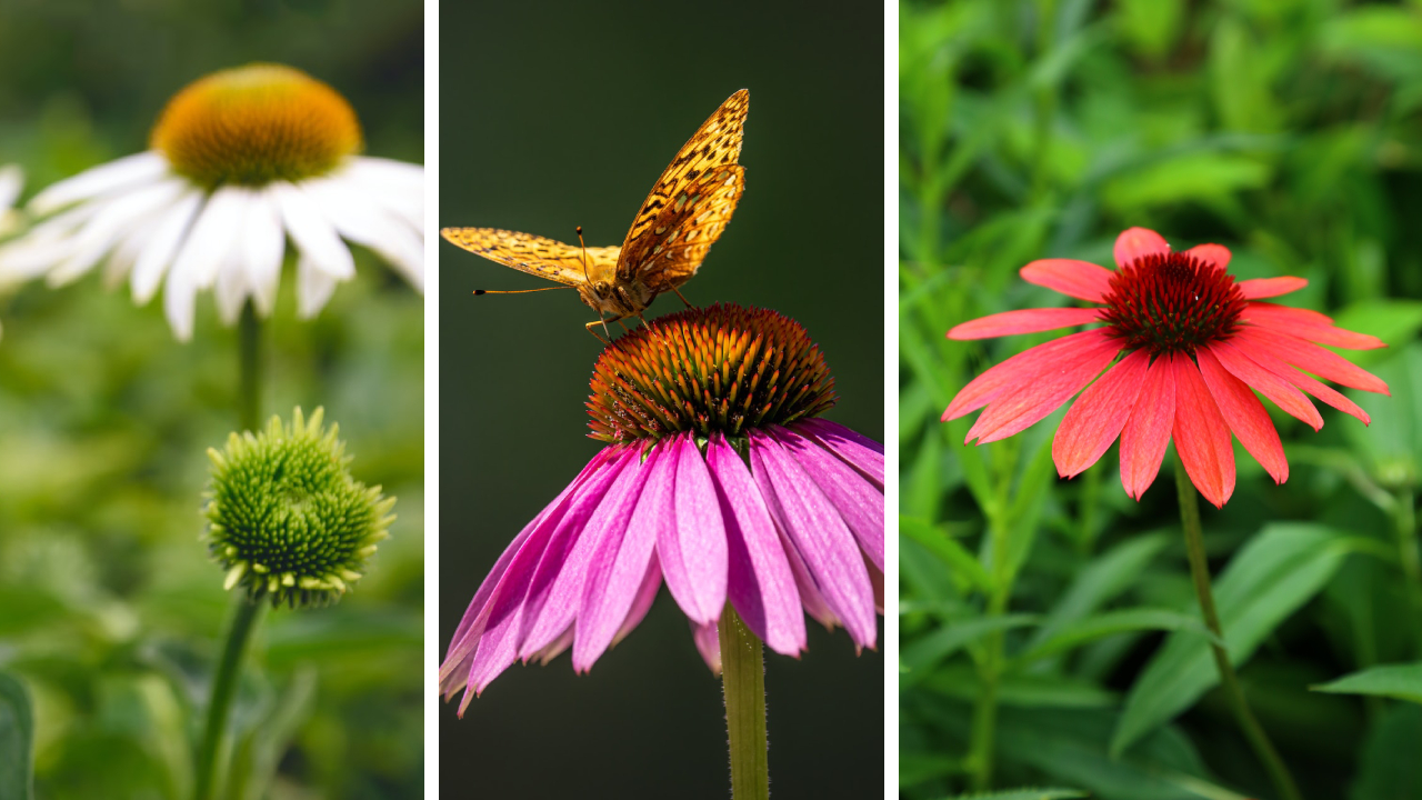 Jeżówka – barwny kwiat przyjazny motylom 