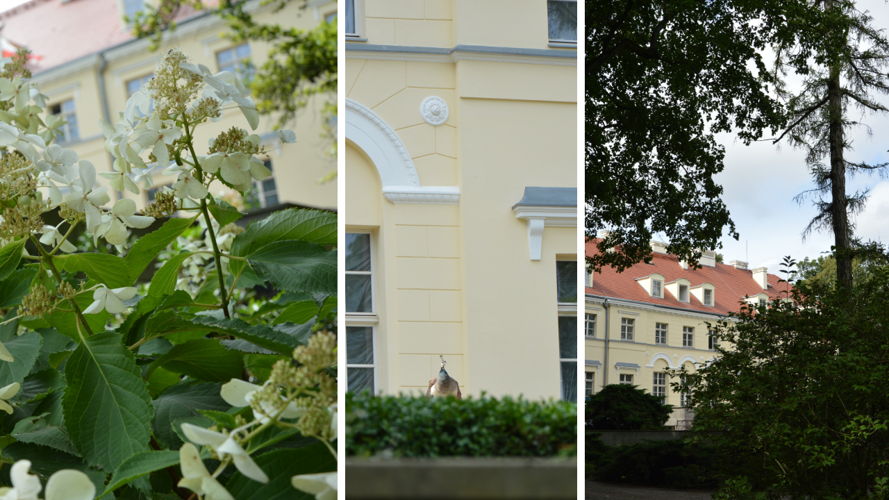 Letni i kwitnący Ogród Dendrologiczny w Przelewicach 