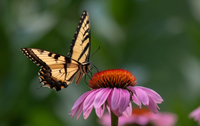 Jeżówka – barwny kwiat przyjazny motylom