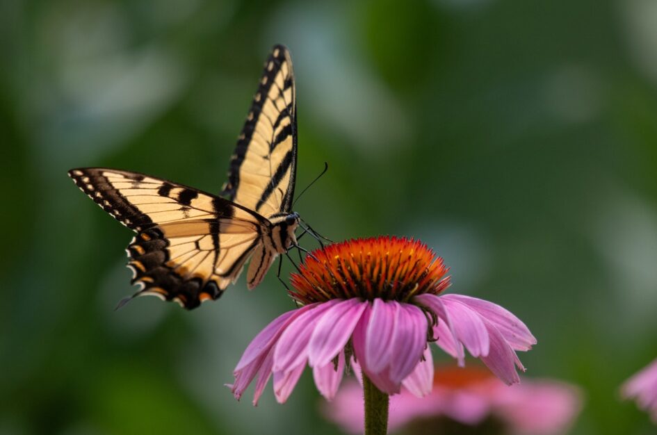 Jeżówka – barwny kwiat przyjazny motylom