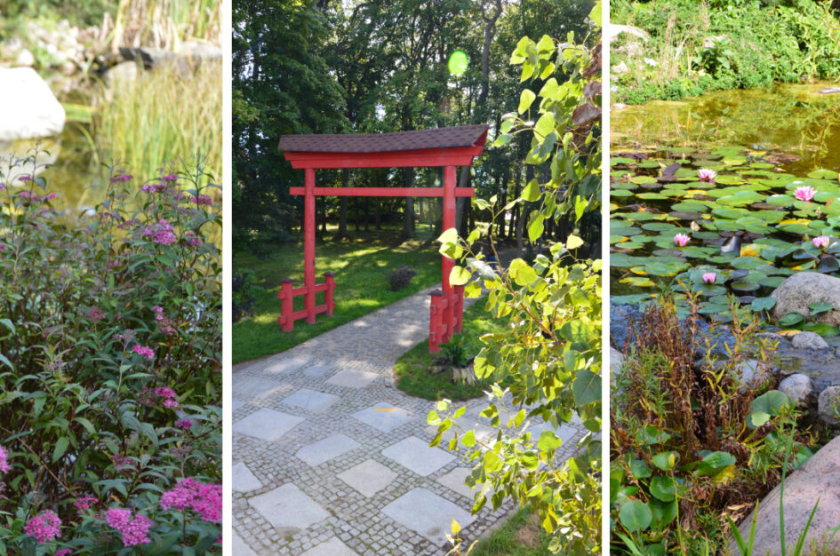 Ogród Japoński w Gryficach – zieleniec pełen harmonii