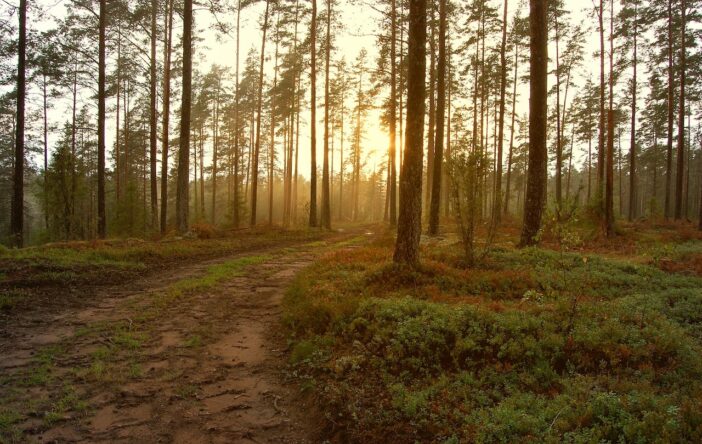 Bór bażynowy – las idealny na spacer jesienny