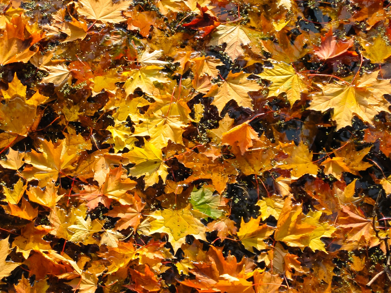 symbole jesieni, liście