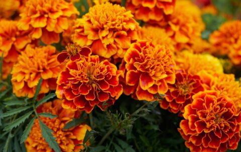Aksamitki – kwiaty o wielu obliczach