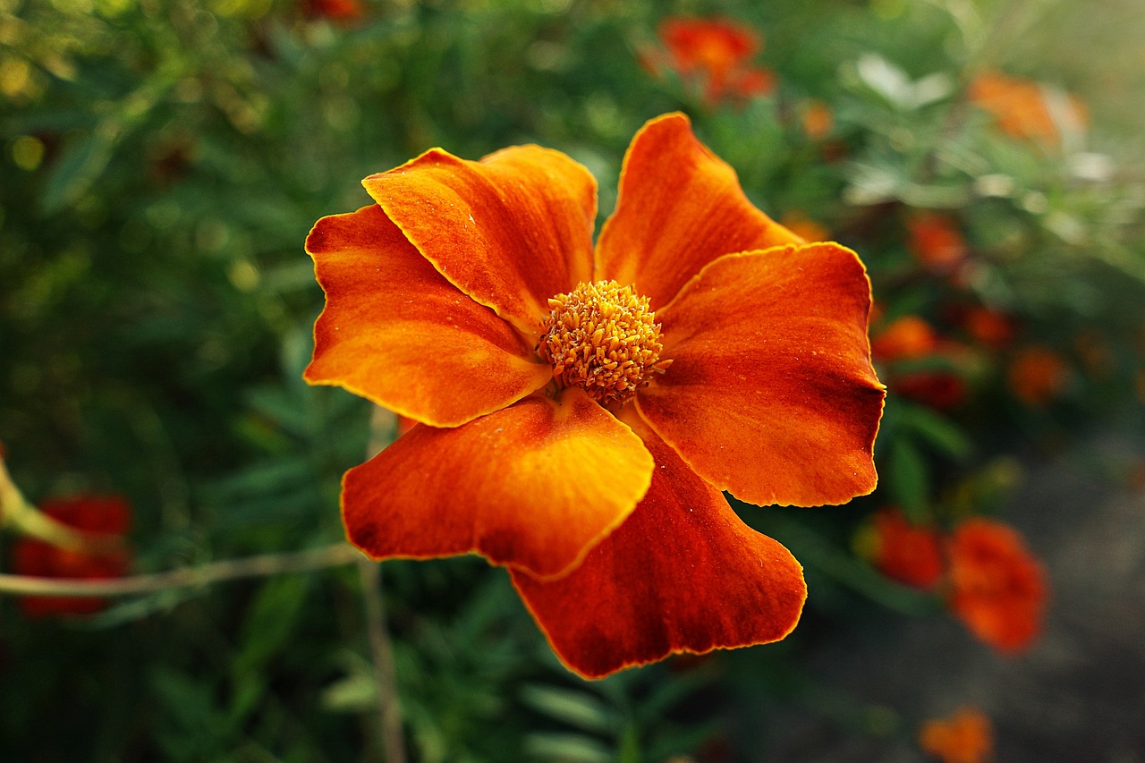 Aksamitki – kwiaty o wielu obliczach 