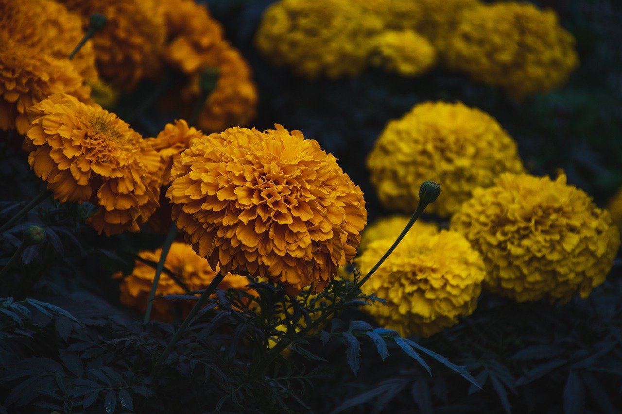 Aksamitki – kwiaty o wielu obliczach