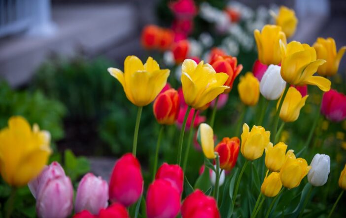 Odśwież swój ogród na wiosnę – zdecyduj się na kilka fantastycznych dodatków!