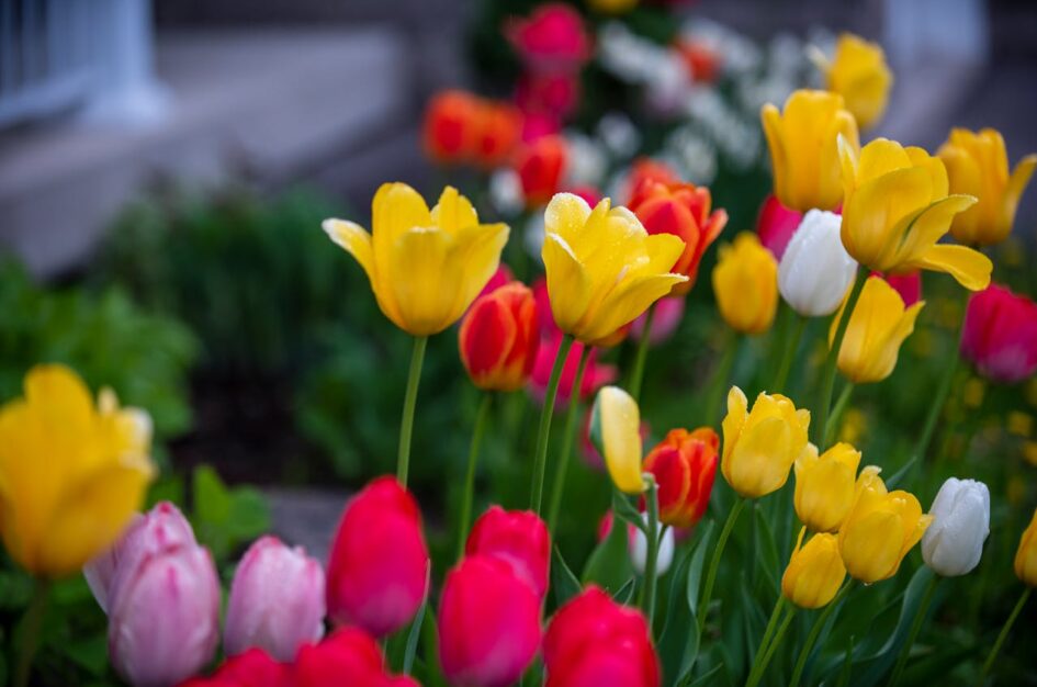 Odśwież swój ogród na wiosnę – zdecyduj się na kilka fantastycznych dodatków!