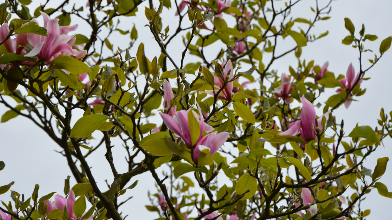 Szczecińska Różanka wiosną, magnolia