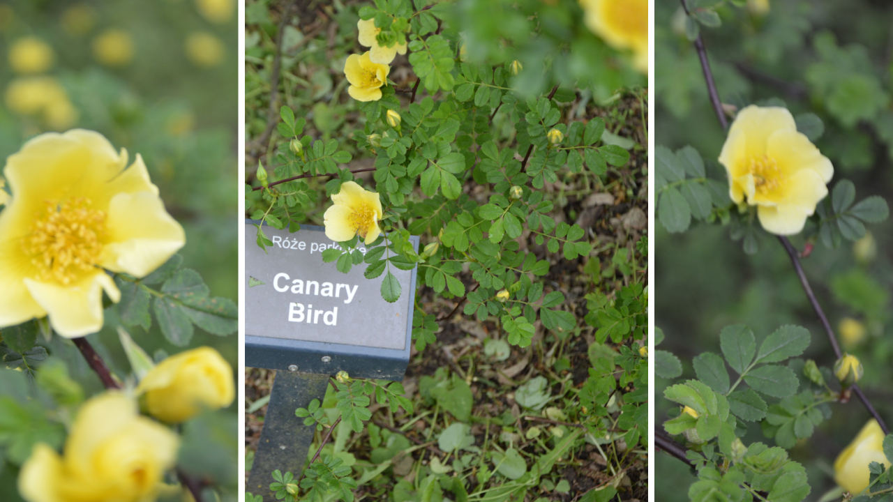 Róża Canary Bird: Ogród Różany w Szczecinie 