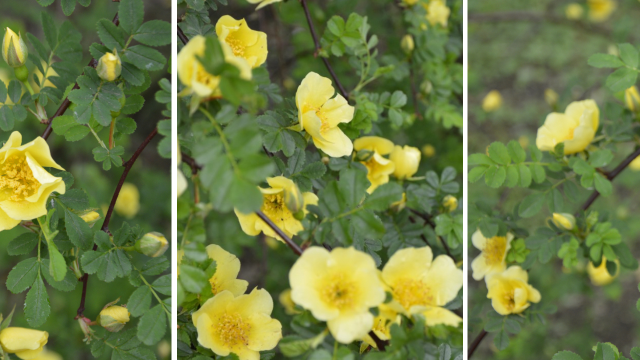 Szczecińska Różanka wiosną, czyli rozkwit róż Canary Bird