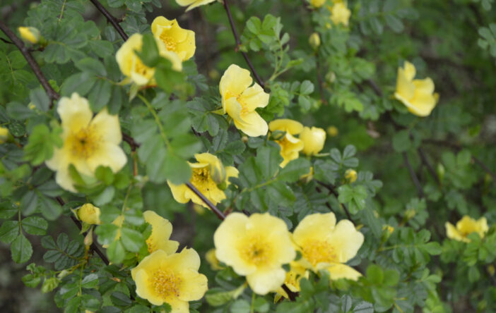 Szczecińska Różanka wiosną, czyli rozkwit róż Canary Bird