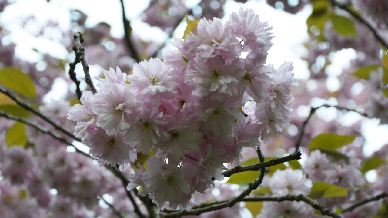 Sakura w Szczecinie, czyli hanami i szlak kwitnącej wiśni 