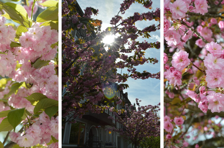 Sakura w Szczecinie, czyli hanami i szlak kwitnącej wiśni