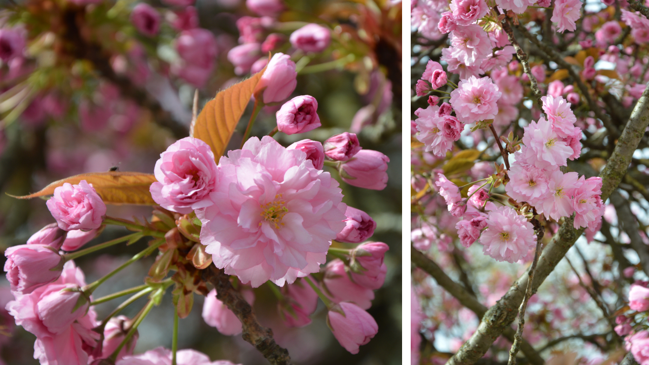 Sakura w Szczecinie, czyli hanami i szlak kwitnącej wiśni 