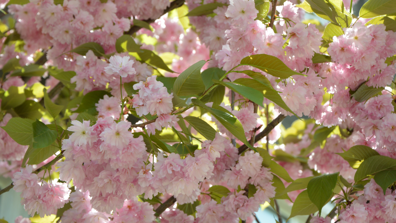 Sakura w Szczecinie, czyli hanami i szlak kwitnącej wiśni
