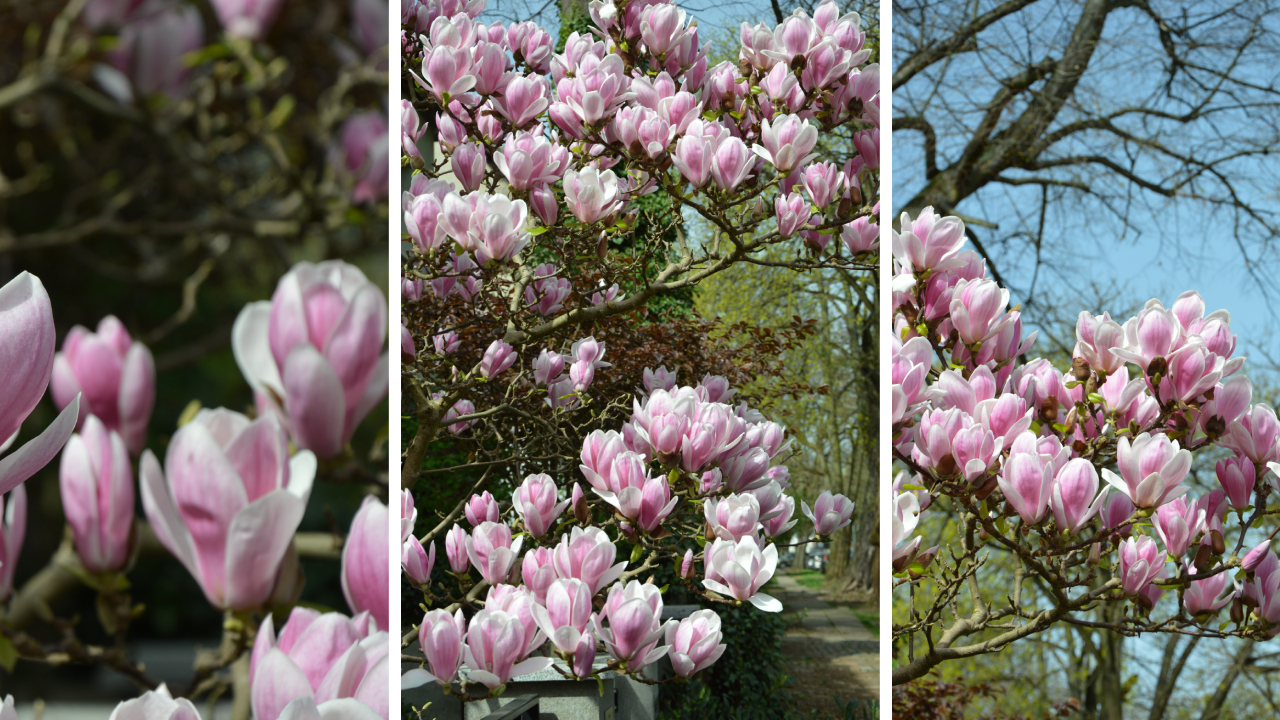 Szczecińskie magnolie 