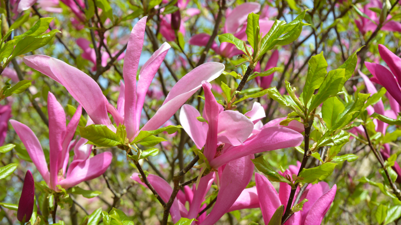 Pogodno Szczecin magnolie