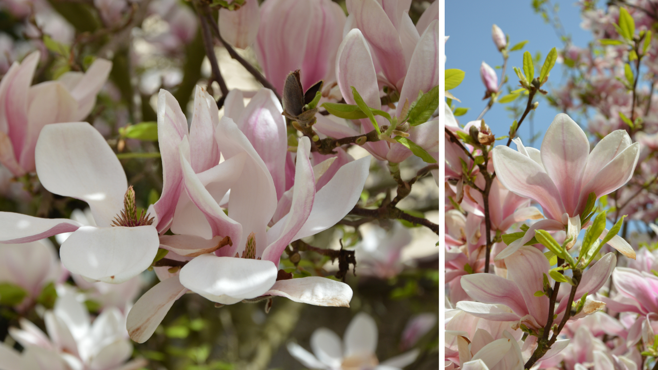 Szczecińskie magnolie