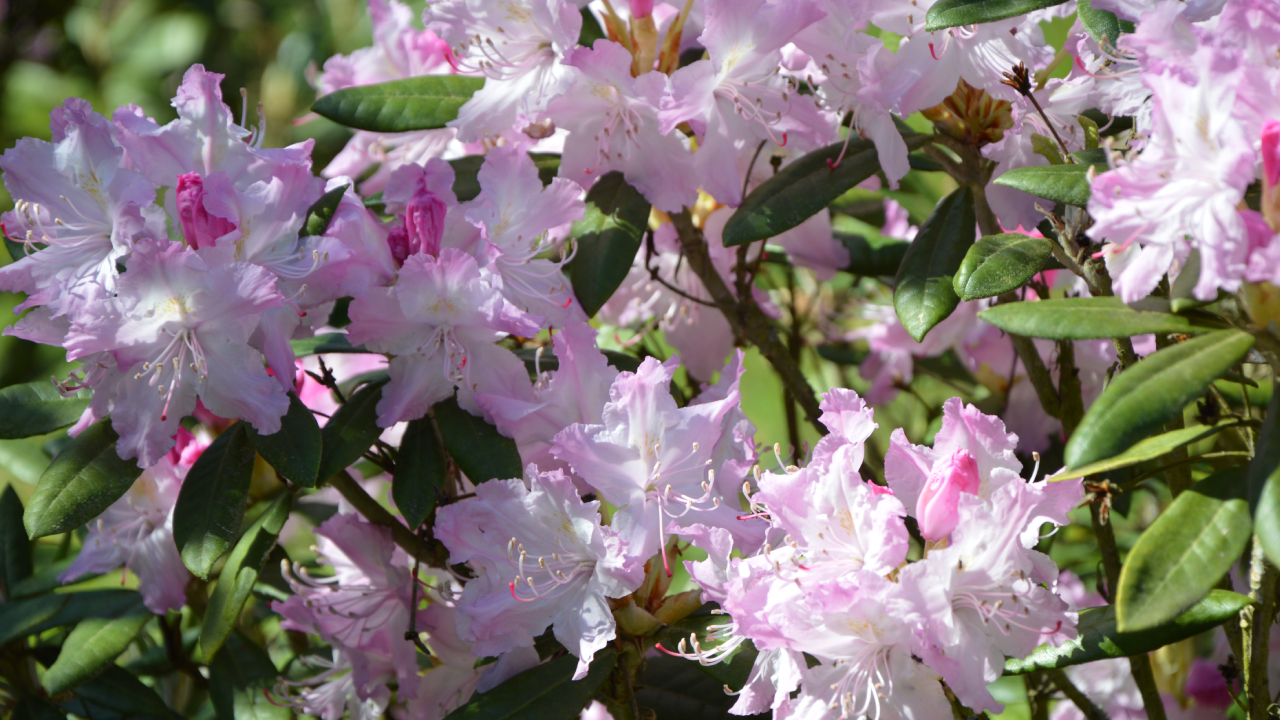 rododendron