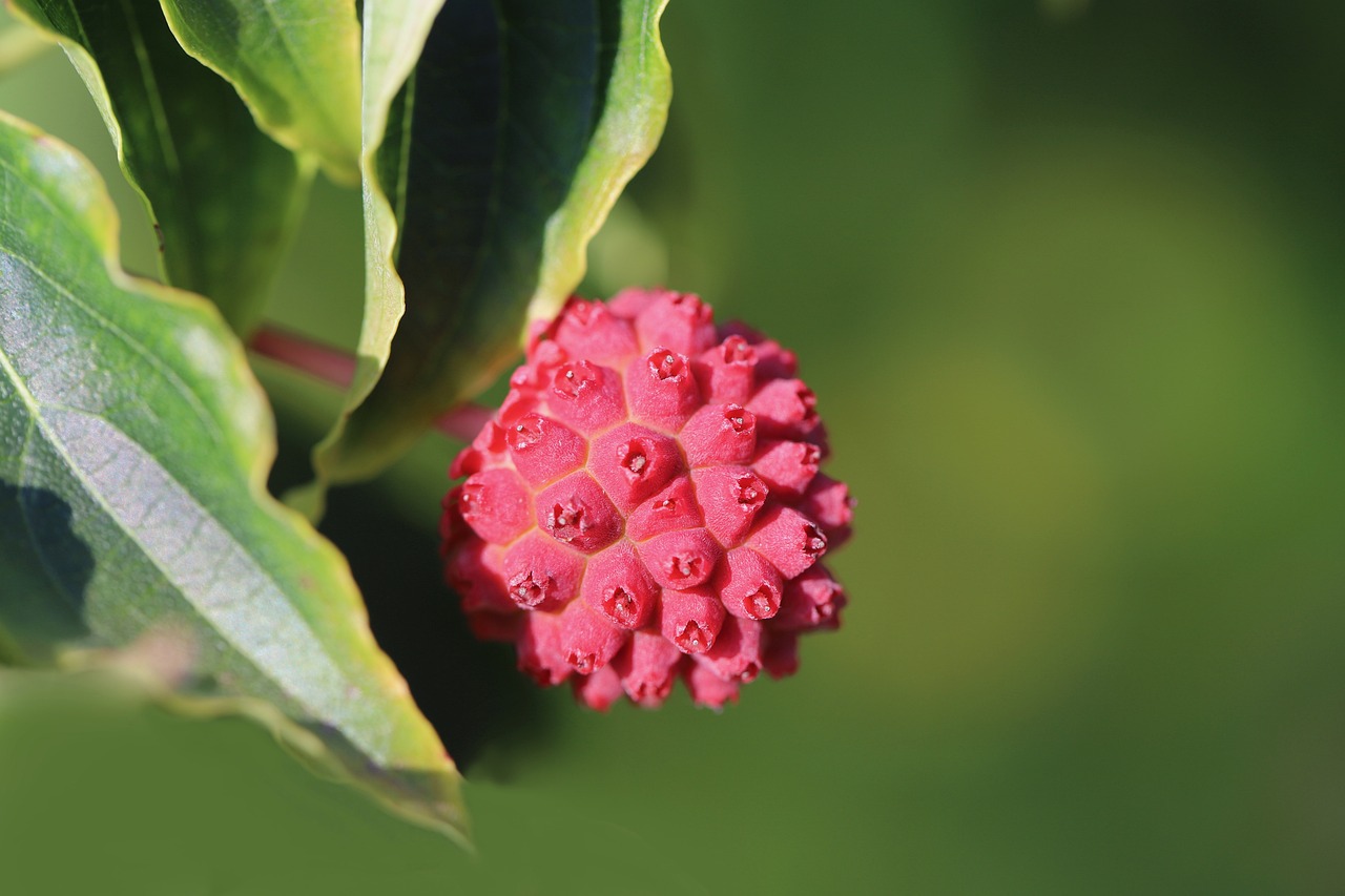 Cornus kousa