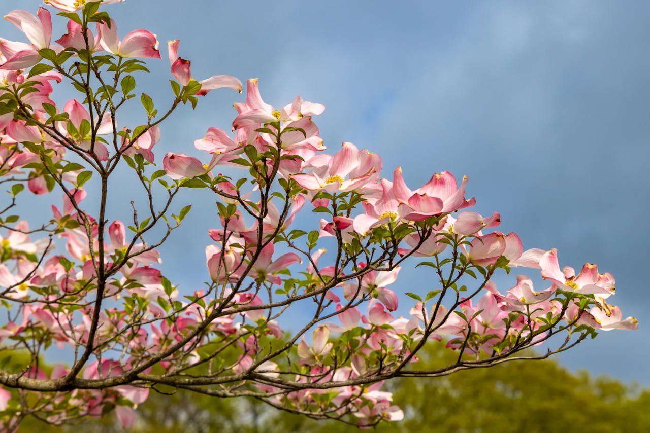 Cornus kousa