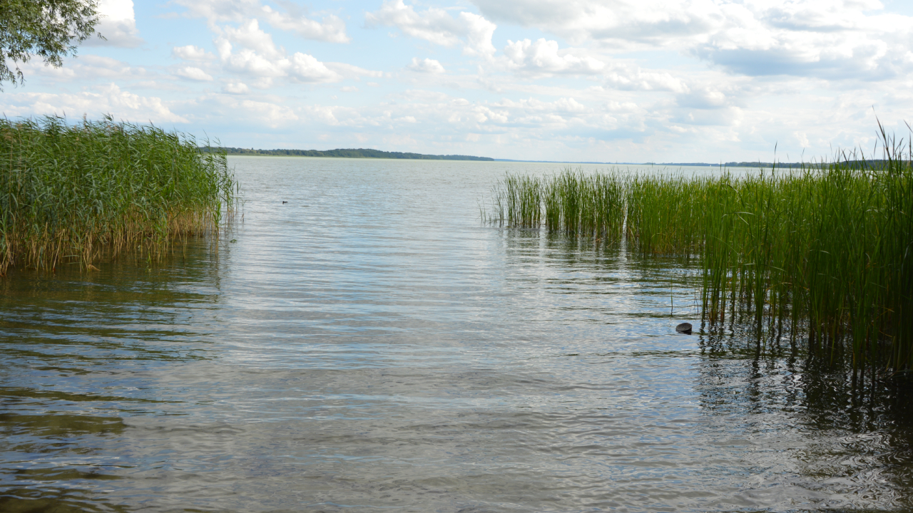 Miedwie – jezioro w południowo-wschodniej części Pobrzeża Szczecińskiego 