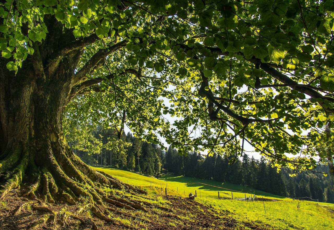 Lipa – rodzaj drzew należący do podrodziny lipowych z rodziny ślazowatych. 