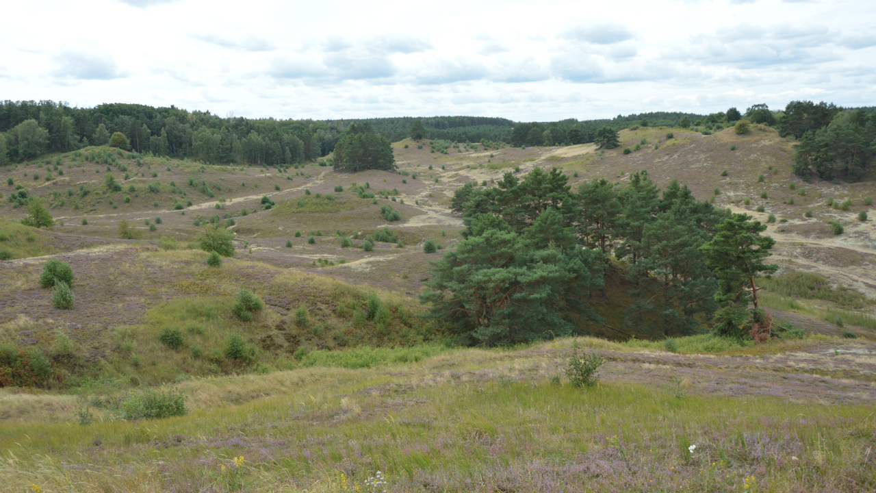 Wrzosowiska Cedyńskie