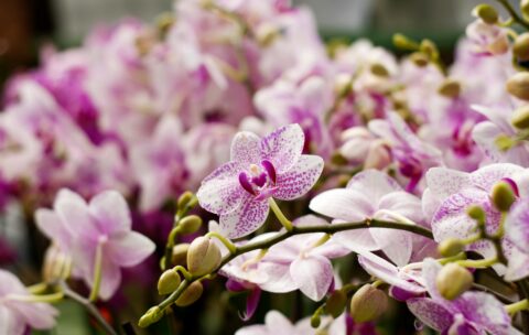 Orchidea (storczyk) – królowa kwiatów egzotycznych