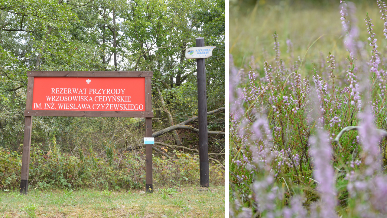 Rezerwat przyrody „Wrzosowiska Cedyńskie im. inż. Wiesława Czyżewskiego” 