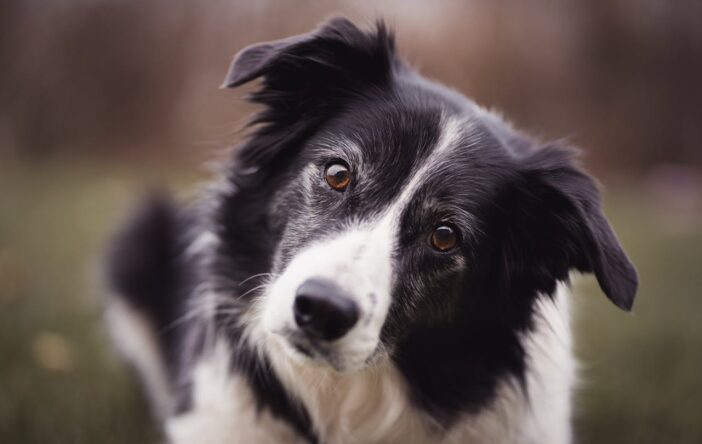 Karma dla Border Collie