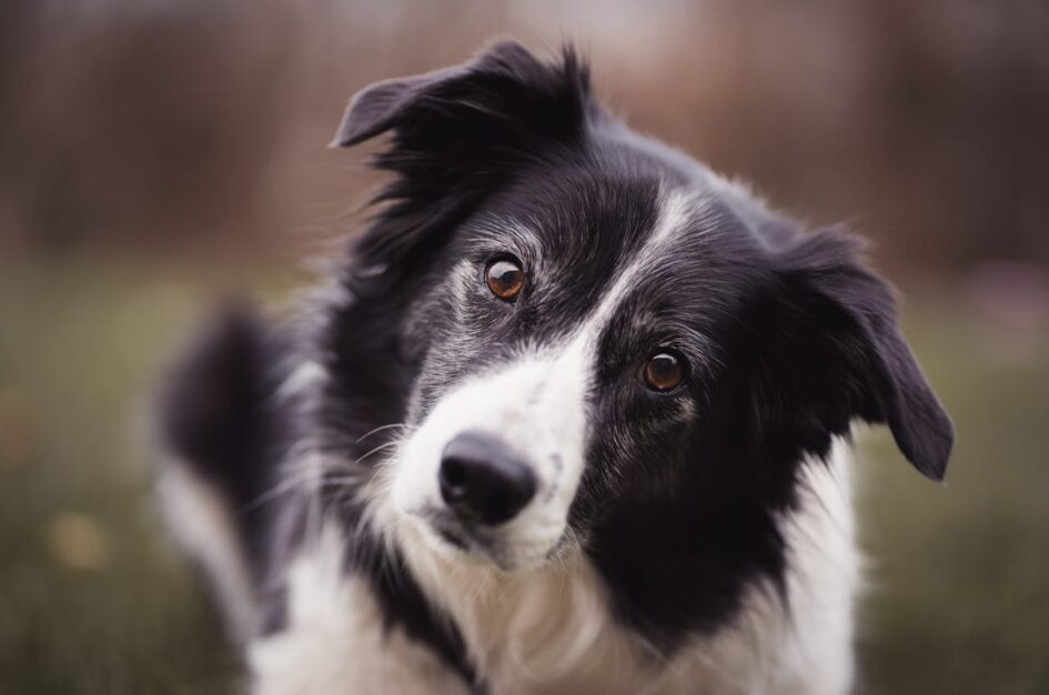 Karma dla Border Collie