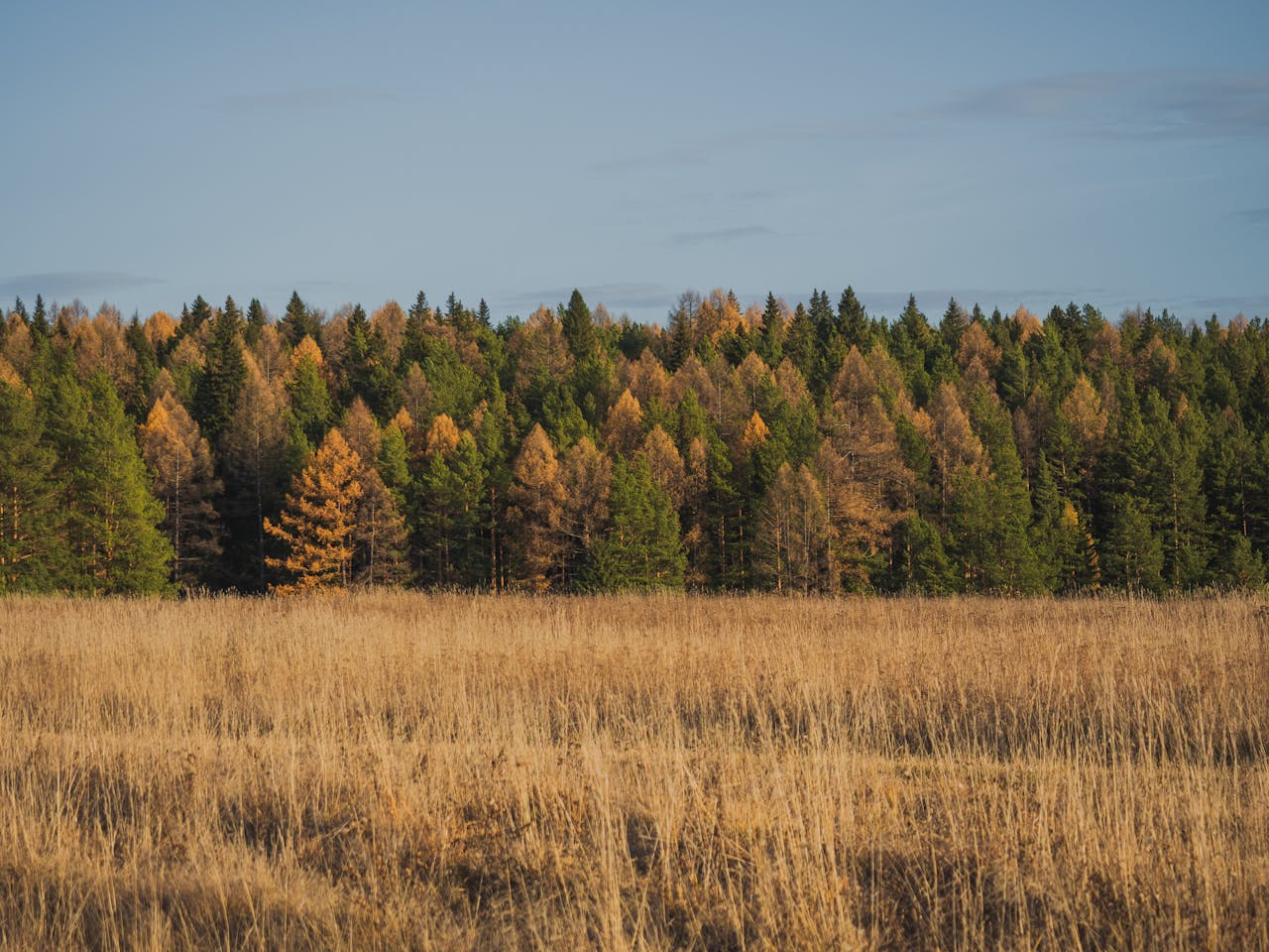 Kalendarz świąt nietypowych Światowy Dzień Drzewa