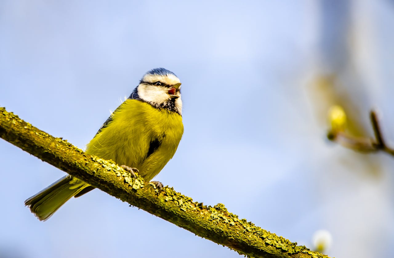 Sikora modra Cyanistes caeruleus