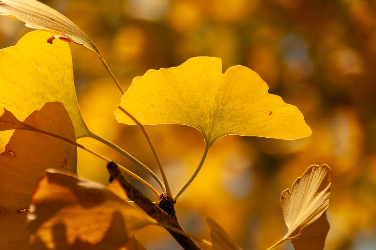 Ginkgo biloba, Miłorząb dwuklapowy