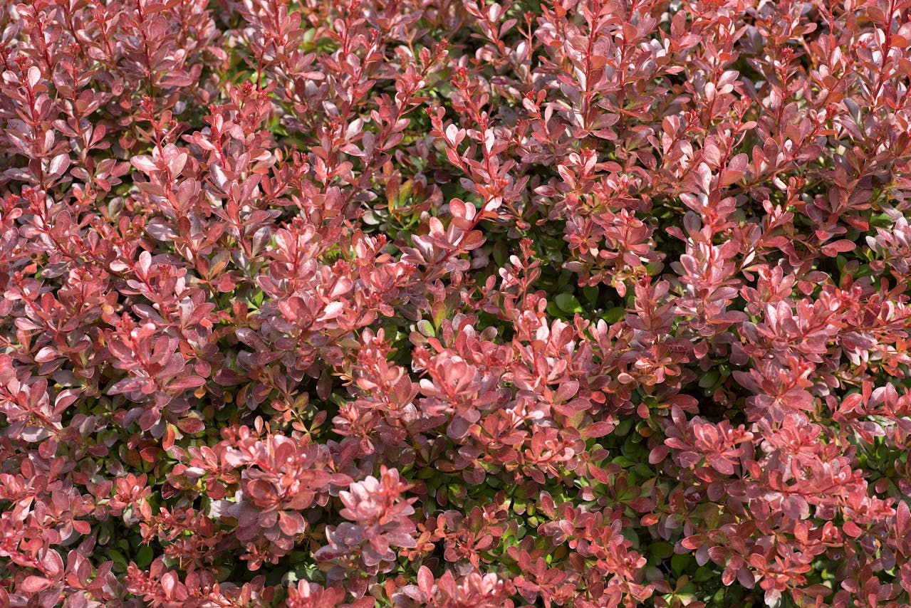 Berberis, Berberys, kwaśnica