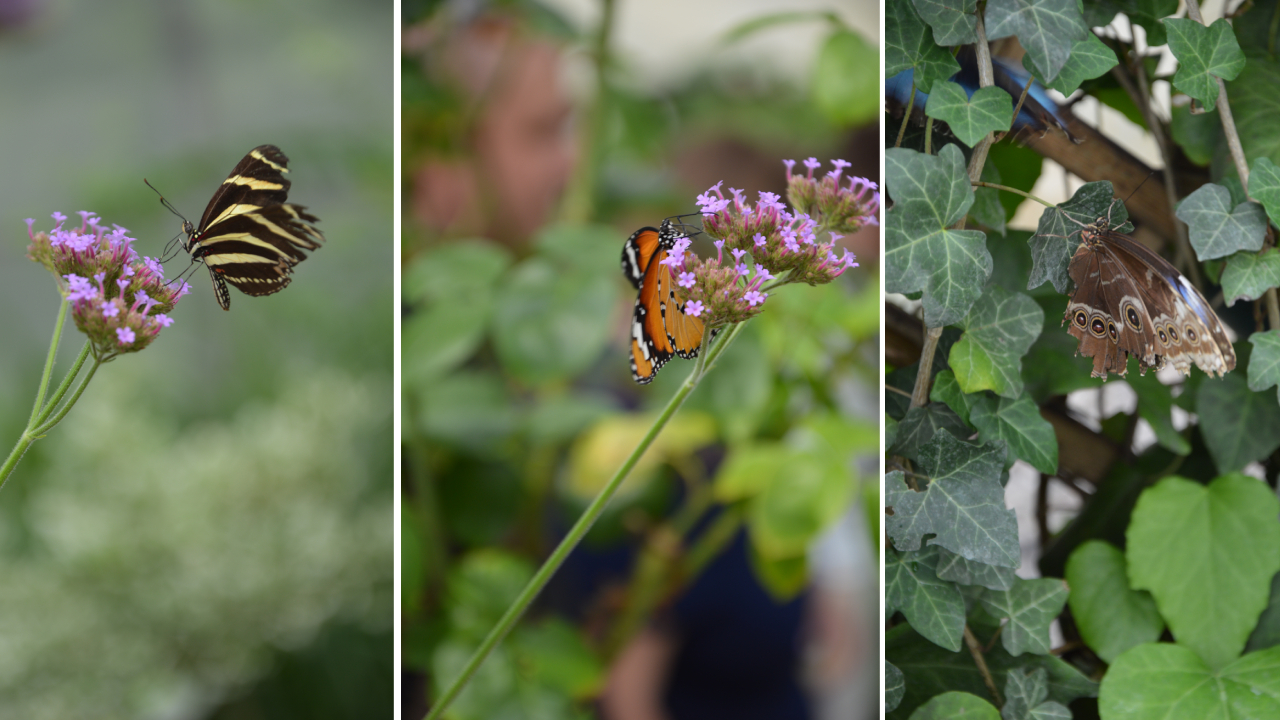 Motylarnia Dziwnów – egzotyczne piękno nad Bałtykiem 6 Motylarnia: piękne motyle w Dziwnowie