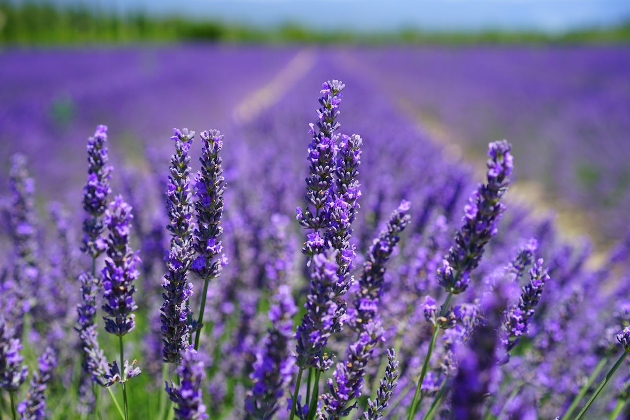 Lavender Girl Summer – letni trend w kolorze lawendy 2 Lavender Girl Summer – letni trend w kolorze lawendy