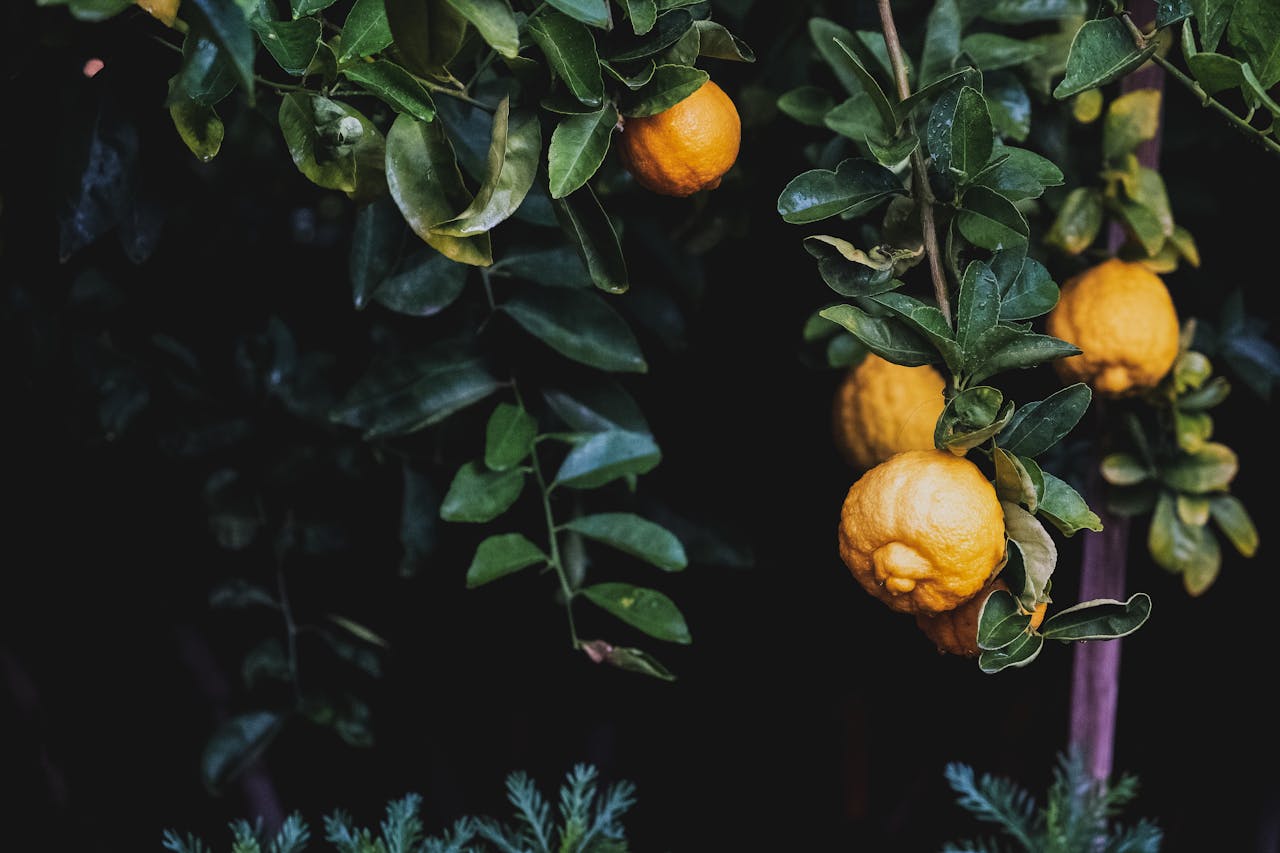 Lemon Girl Aesthetic – cytrynowe szaleństwo tego lata 2 Cytrynowy zawrót głowy w modzie i wystroju wnętrz