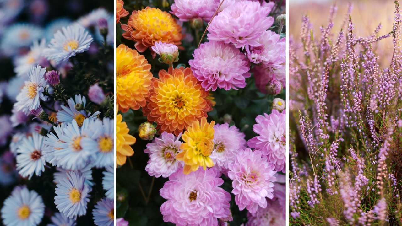 Jesienne kwiaty na balkon i taras – kolory, które ożywią chłodne dni