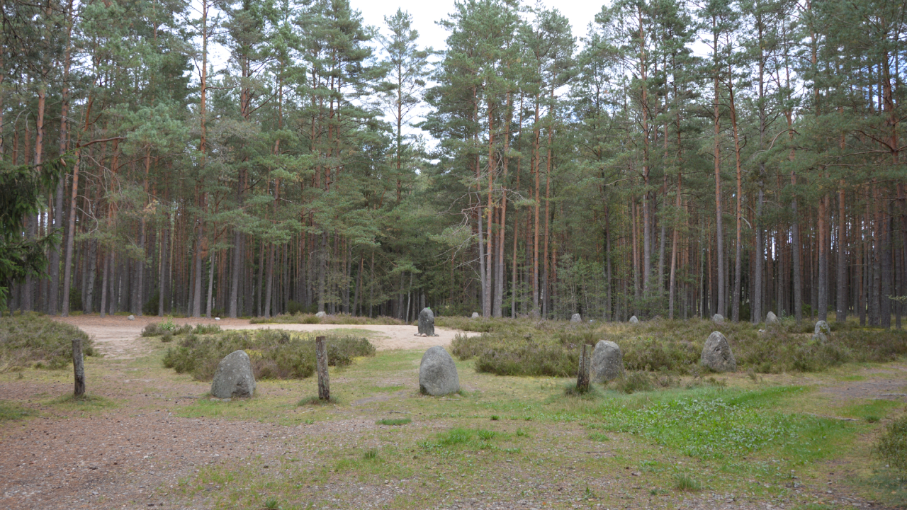 Drzewo Czarownic w Grzybnicy – magiczny strażnik lasu 2 Drzewo Czarownic w Grzybnicy – magiczny strażnik lasu