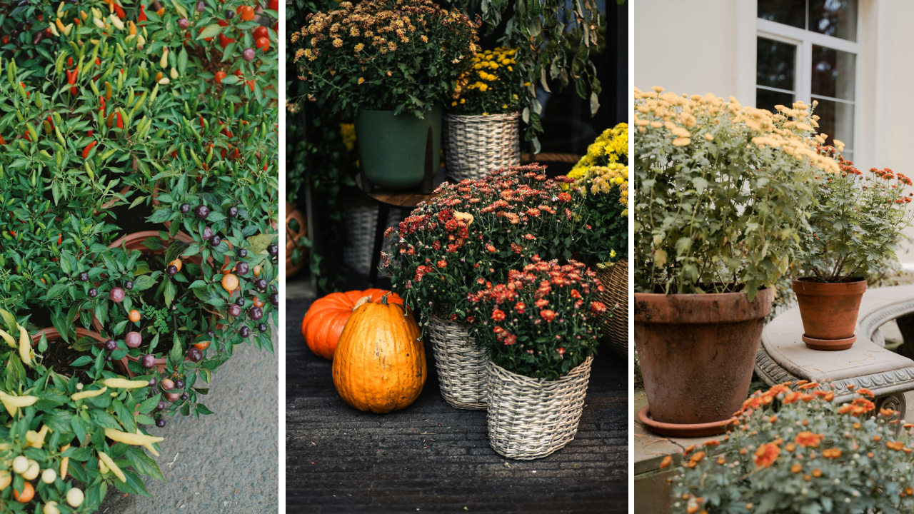 jesienne rośliny do klimatycznych aranżacji 