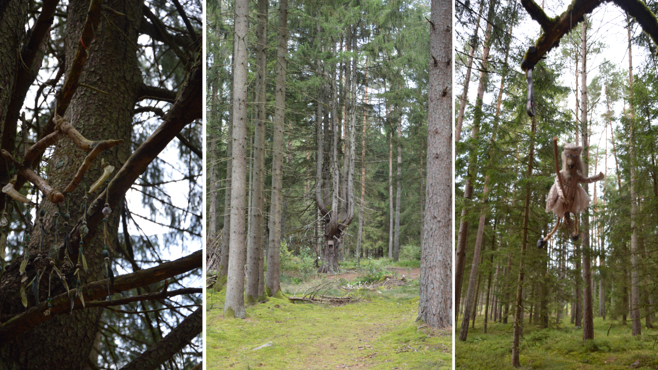 Drzewo Czarownic w Grzybnicy – magiczny strażnik lasu 4 Drzewo Czarownic w Grzybnicy