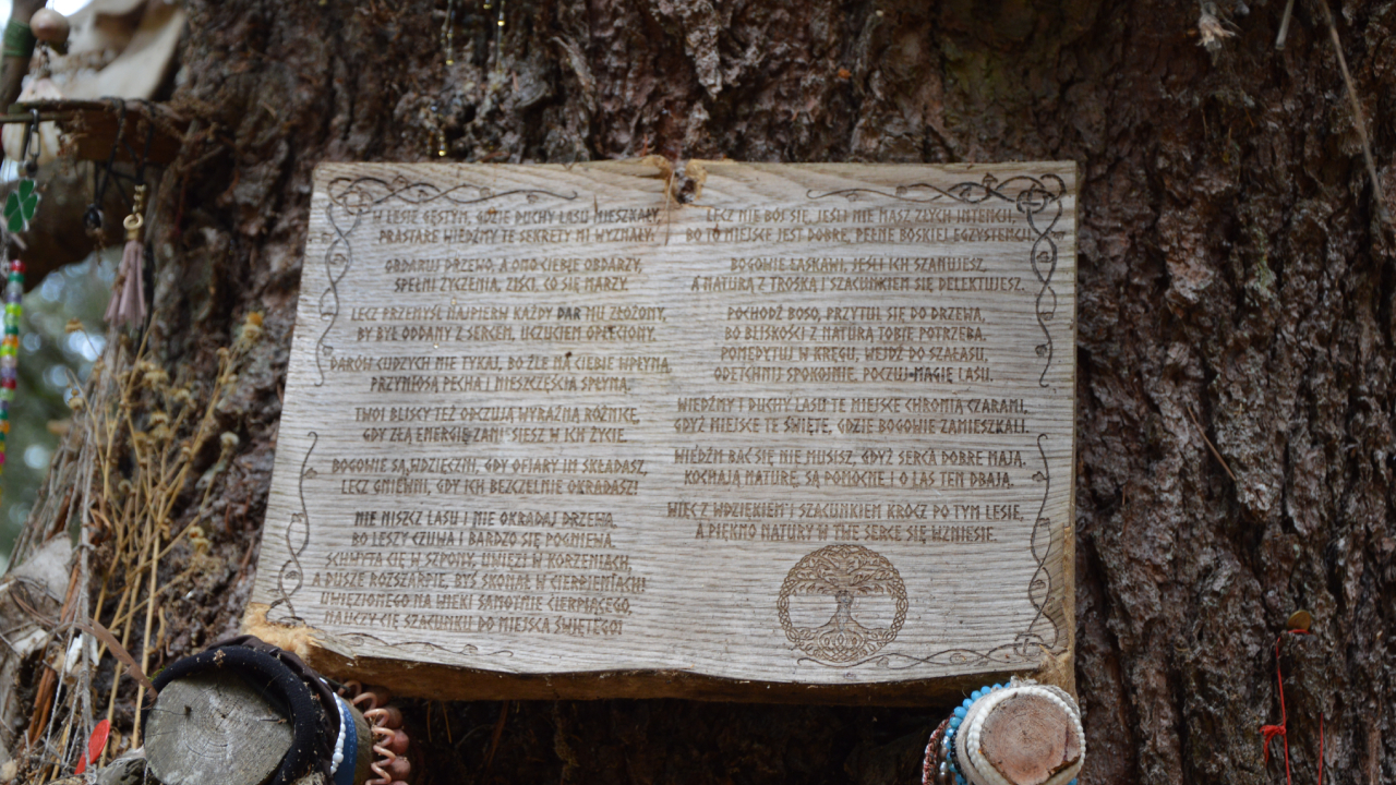 Drzewo Czarownic w Grzybnicy – magiczny strażnik lasu 5 Kręgi Kamienne w Lesie Grzybnickim i Drzewo Czarownic