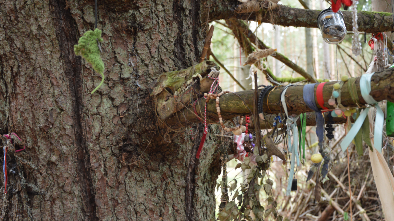 Drzewo Czarownic w Grzybnicy – magiczny strażnik lasu 6 Drzewo Czarownic w Grzybnicy