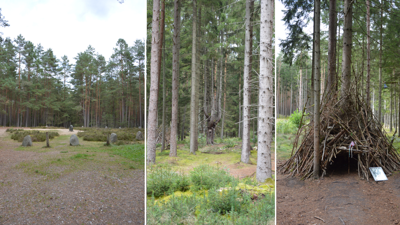 Drzewo Czarownic w Grzybnicy – magiczny strażnik lasu 7 Drzewo Czarownic w Grzybnicy