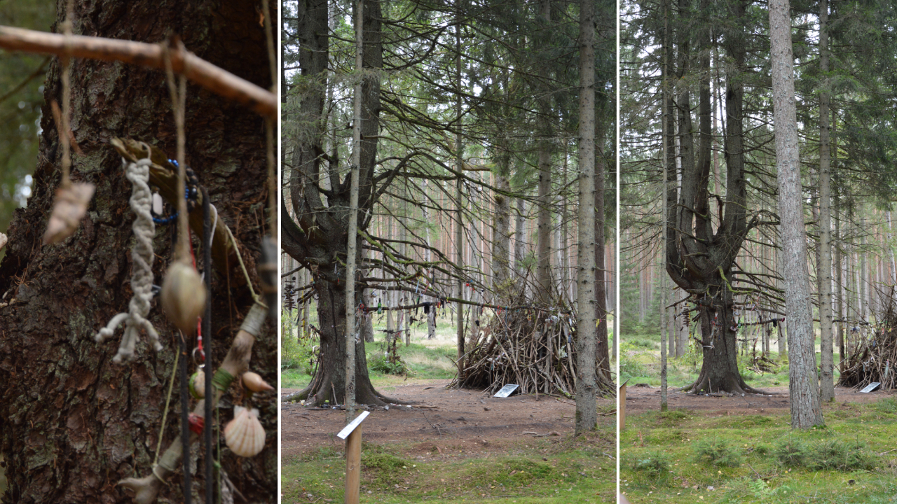 Drzewo Czarownic w Grzybnicy – magiczny strażnik lasu 3 Drzewo Czarownic w Grzybnicy